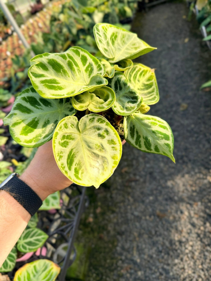 Handpicked 18 - Anthurium Crystallinum Dorayaki - Silver Blush | Uprooted