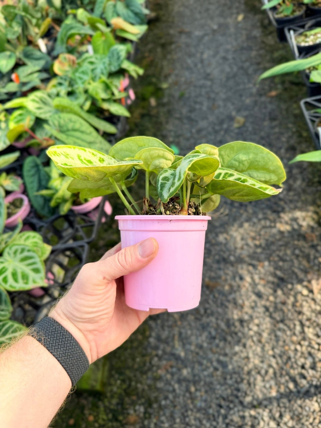Handpicked 18 - Anthurium Crystallinum Dorayaki - Silver Blush | Uprooted