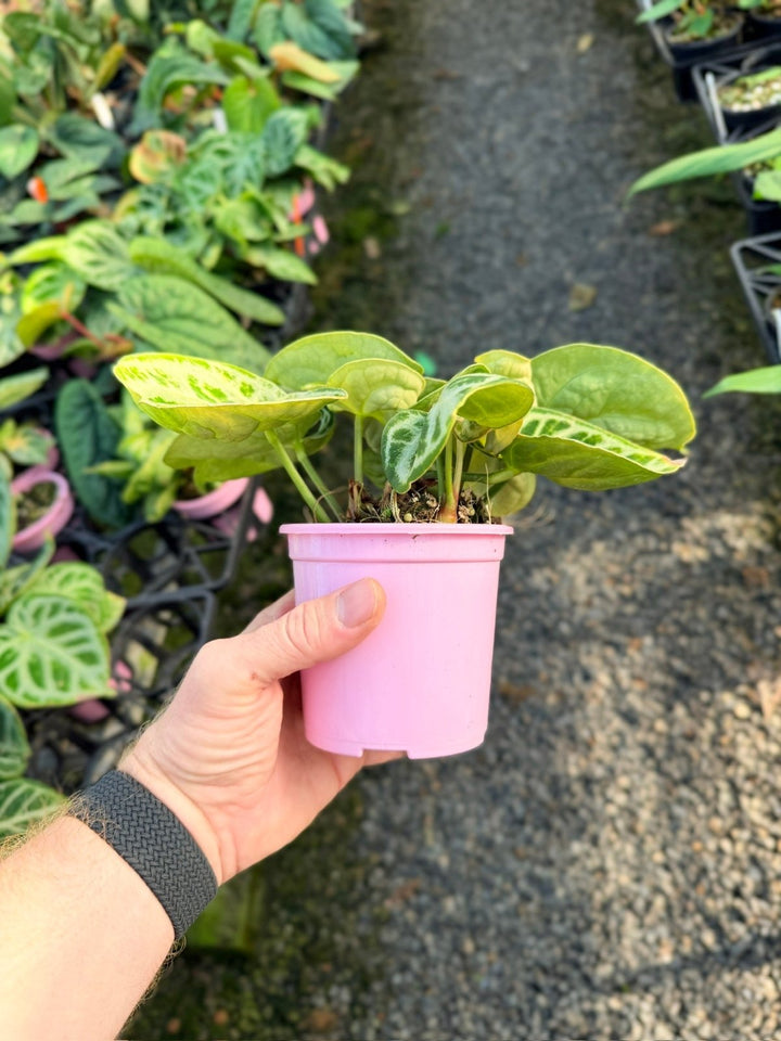 Handpicked 18 - Anthurium Crystallinum Dorayaki - Silver Blush | Uprooted