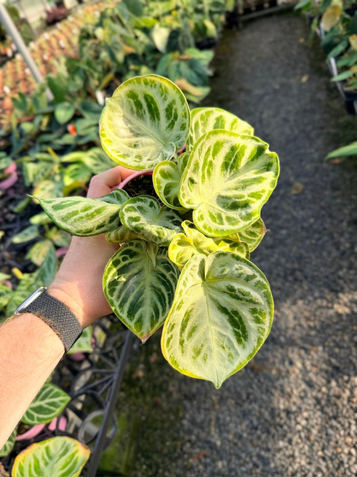 Handpicked 18 - Anthurium Crystallinum Dorayaki - Silver Blush | Uprooted