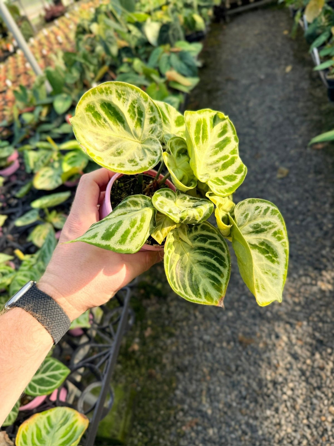 Handpicked 18 - Anthurium Crystallinum Dorayaki - Silver Blush | Uprooted