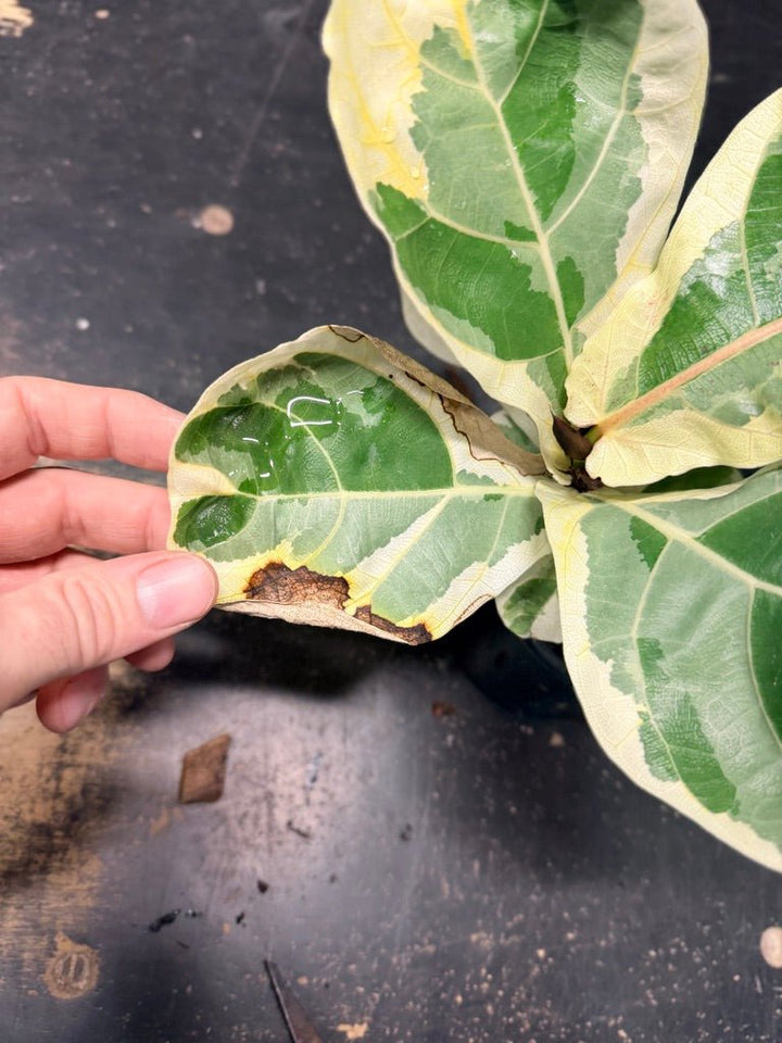 Handpicked 18 - Ficus Lyrata Variegata - 100mm Pot | Uprooted