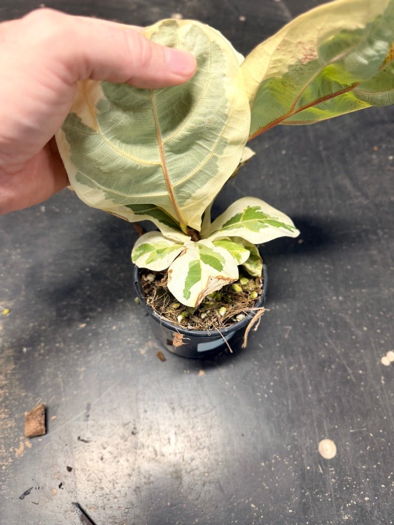 Handpicked 18 - Ficus Lyrata Variegata - 100mm Pot | Uprooted