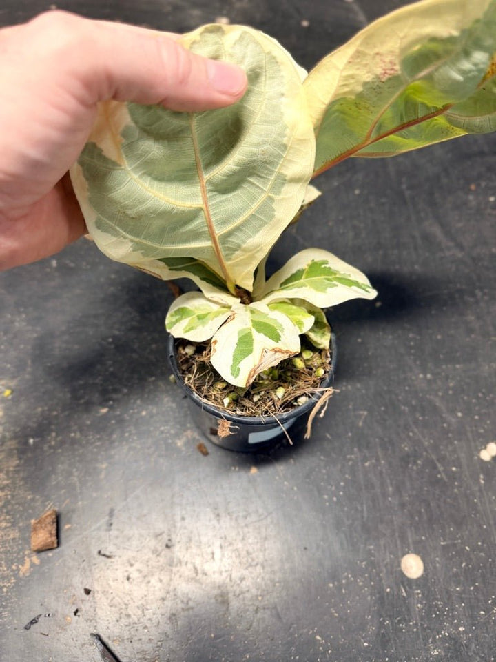 Handpicked 18 - Ficus Lyrata Variegata - 100mm Pot | Uprooted