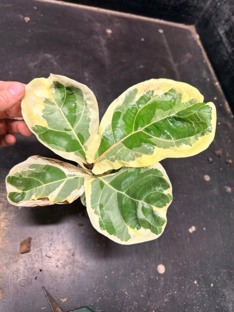 Handpicked 18 - Ficus Lyrata Variegata - 100mm Pot | Uprooted