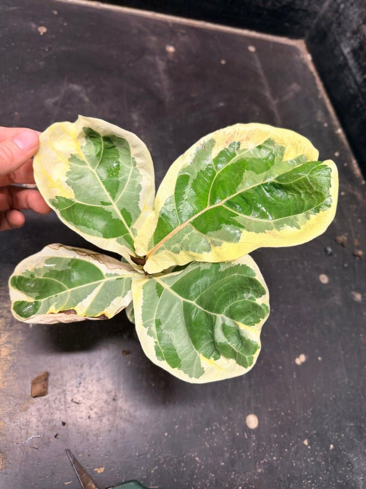 Handpicked 18 - Ficus Lyrata Variegata - 100mm Pot | Uprooted