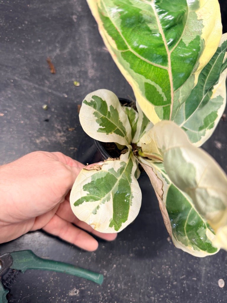 Handpicked 18 - Ficus Lyrata Variegata - 100mm Pot | Uprooted