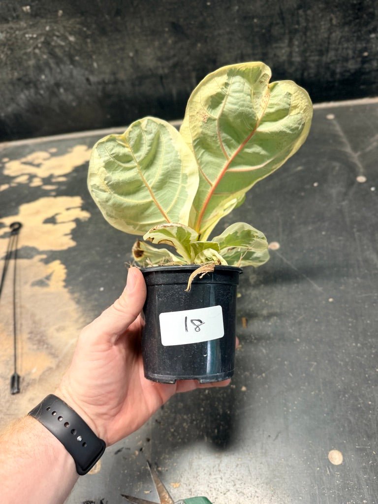 Handpicked 18 - Ficus Lyrata Variegata - 100mm Pot | Uprooted