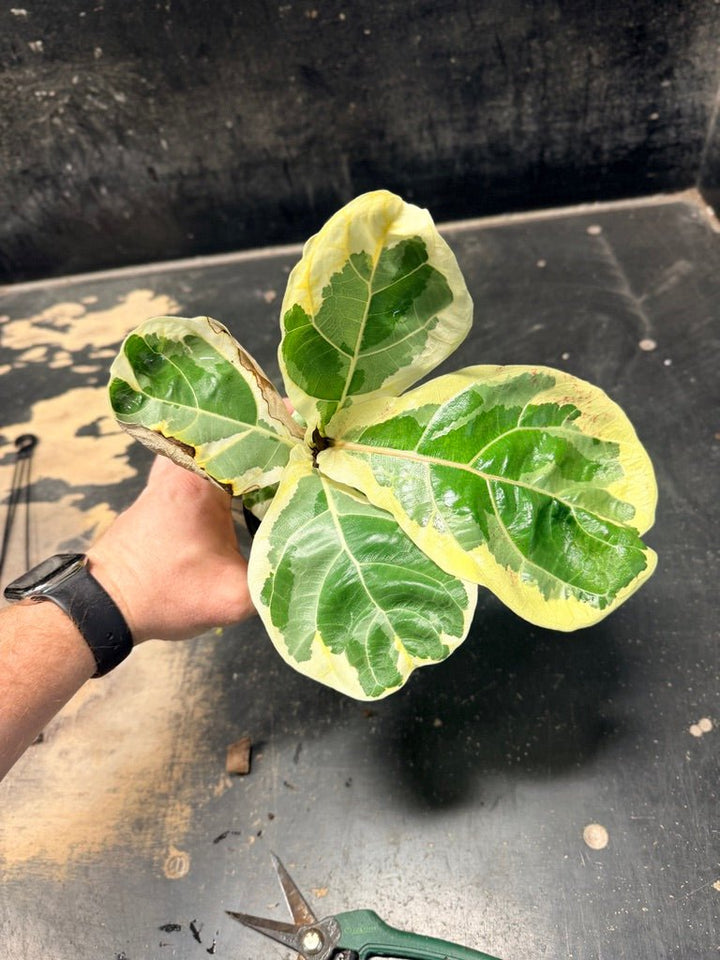 Handpicked 18 - Ficus Lyrata Variegata - 100mm Pot | Uprooted