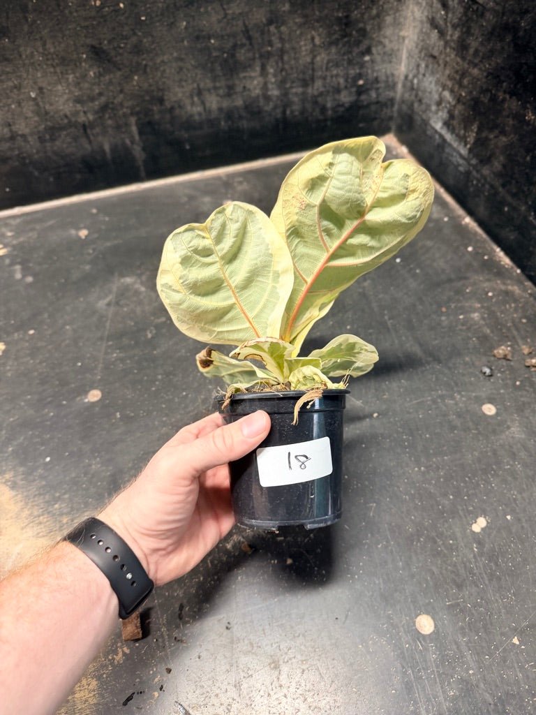 Handpicked 18 - Ficus Lyrata Variegata - 100mm Pot | Uprooted