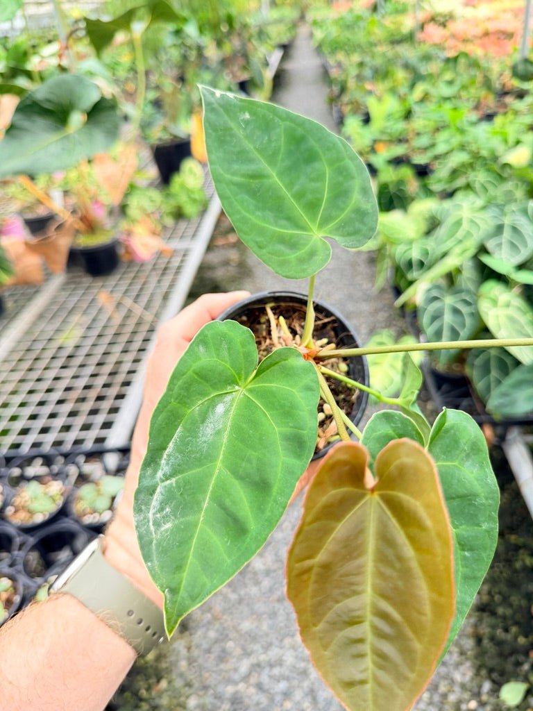 Handpicked 180 - Anthurium Blue Velvet Hybrid X Dark Forgetii Bullate | Uprooted