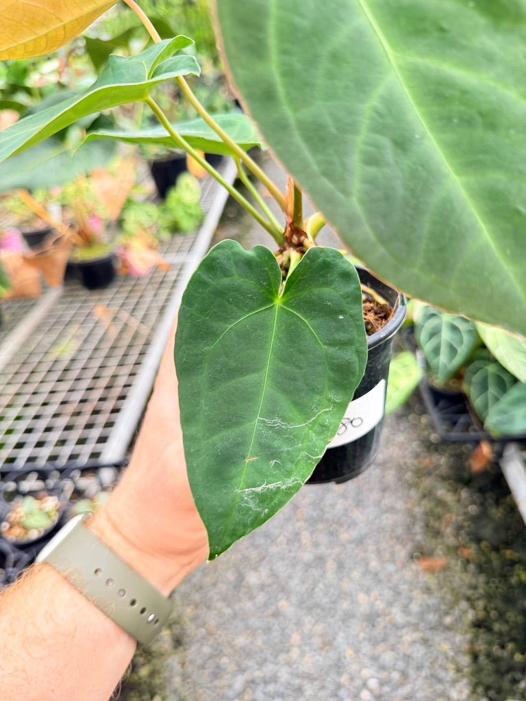 Handpicked 180 - Anthurium Blue Velvet Hybrid X Dark Forgetii Bullate | Uprooted