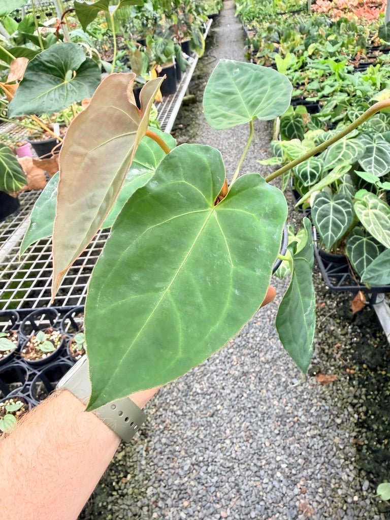 Handpicked 180 - Anthurium Blue Velvet Hybrid X Dark Forgetii Bullate | Uprooted