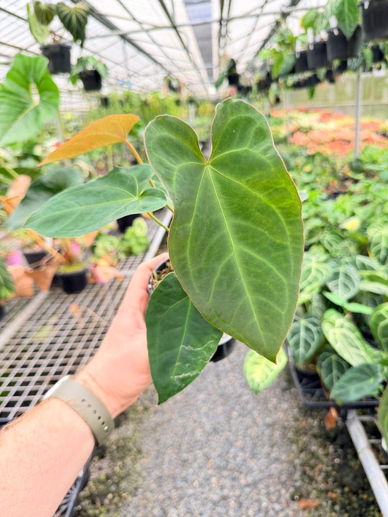 Handpicked 180 - Anthurium Blue Velvet Hybrid X Dark Forgetii Bullate | Uprooted