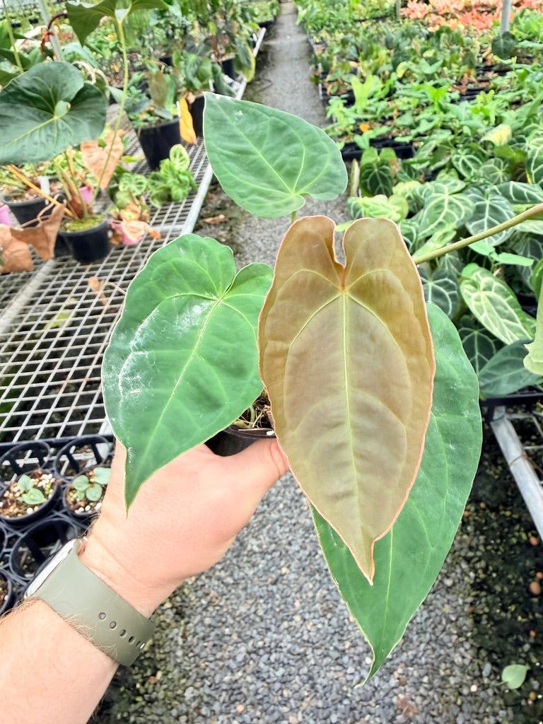 Handpicked 180 - Anthurium Blue Velvet Hybrid X Dark Forgetii Bullate | Uprooted