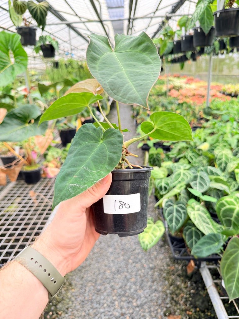 Handpicked 180 - Anthurium Blue Velvet Hybrid X Dark Forgetii Bullate | Uprooted