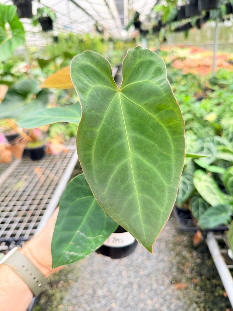 Handpicked 180 - Anthurium Blue Velvet Hybrid X Dark Forgetii Bullate | Uprooted