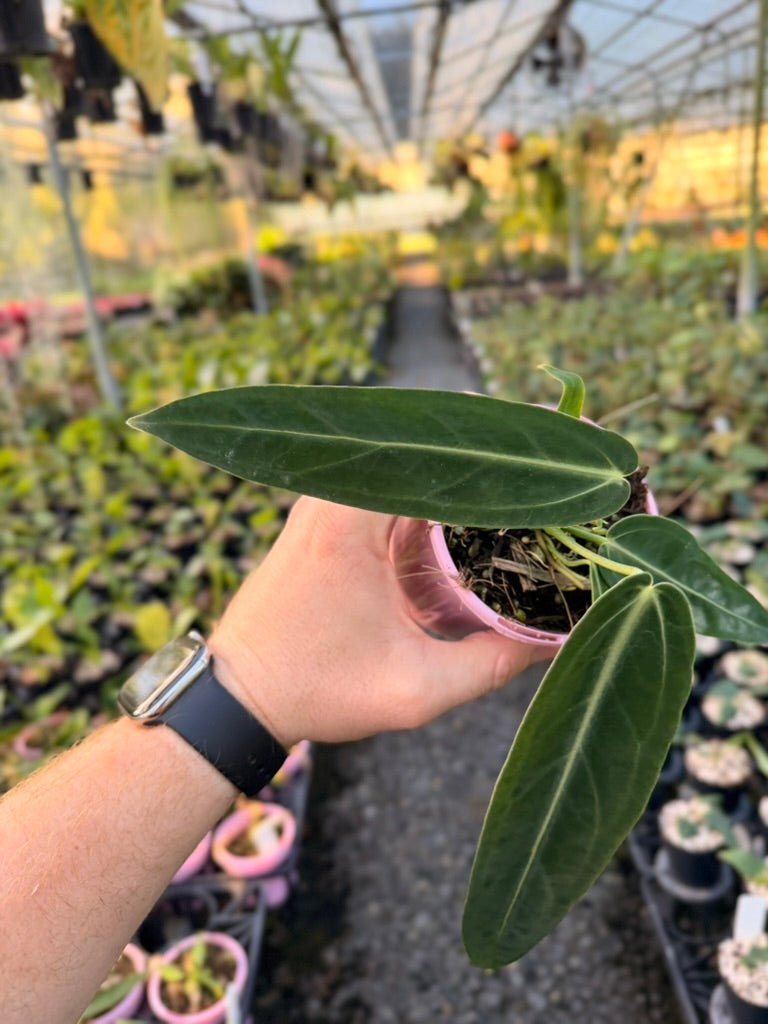 Handpicked 180 - Anthurium Warocqueanum | Uprooted