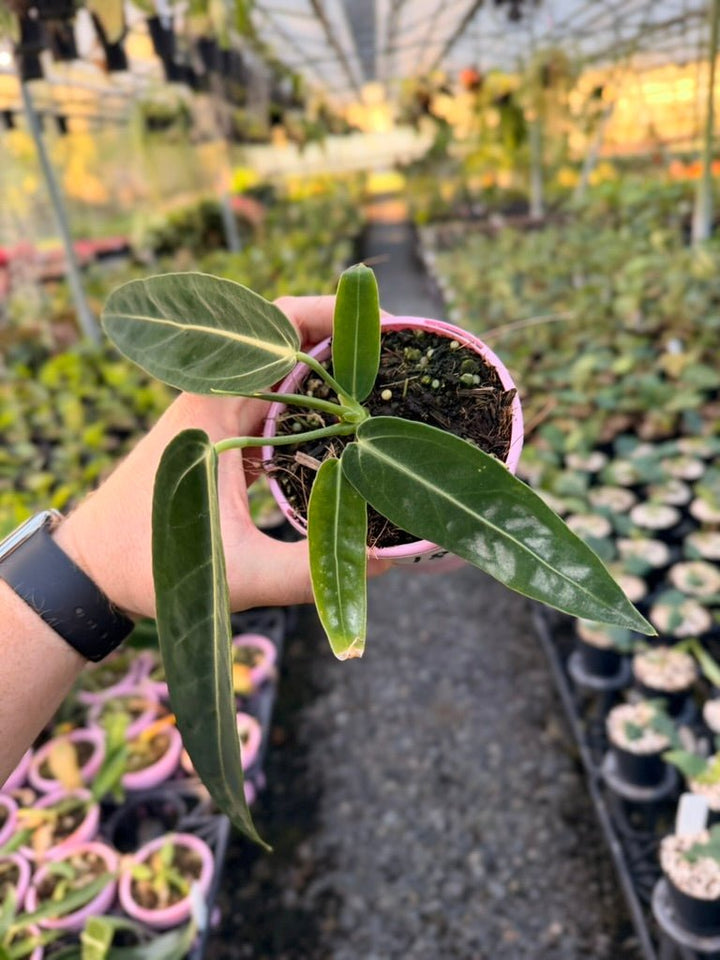 Handpicked 180 - Anthurium Warocqueanum | Uprooted