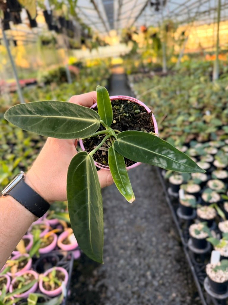Handpicked 180 - Anthurium Warocqueanum | Uprooted