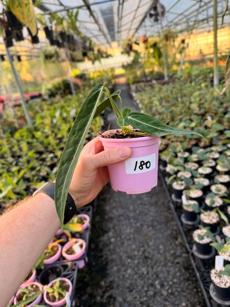 Handpicked 180 - Anthurium Warocqueanum | Uprooted