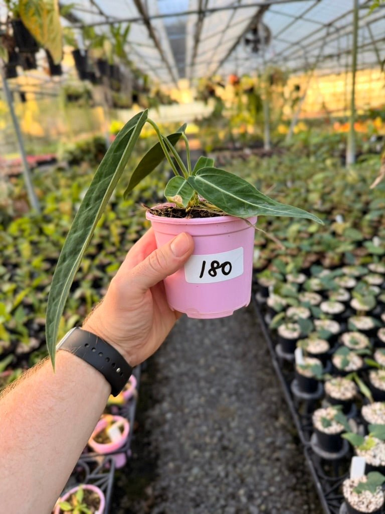 Handpicked 180 - Anthurium Warocqueanum | Uprooted