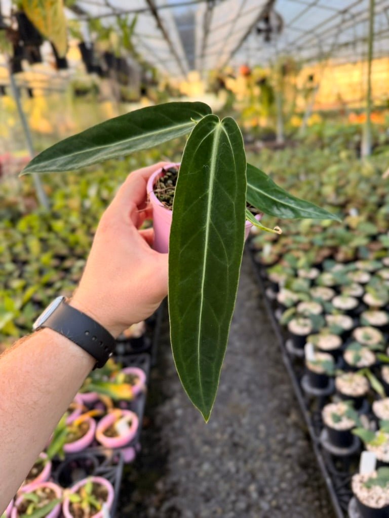 Handpicked 180 - Anthurium Warocqueanum | Uprooted