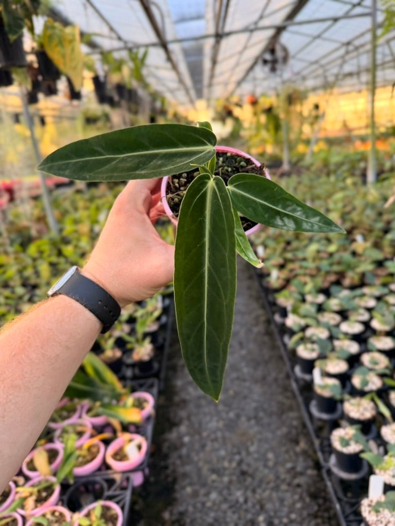 Handpicked 180 - Anthurium Warocqueanum | Uprooted