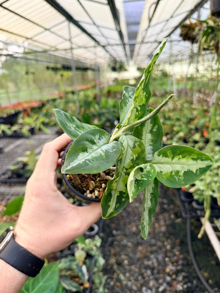Handpicked 181 - Aglaonema Pictum Tricolour | Uprooted