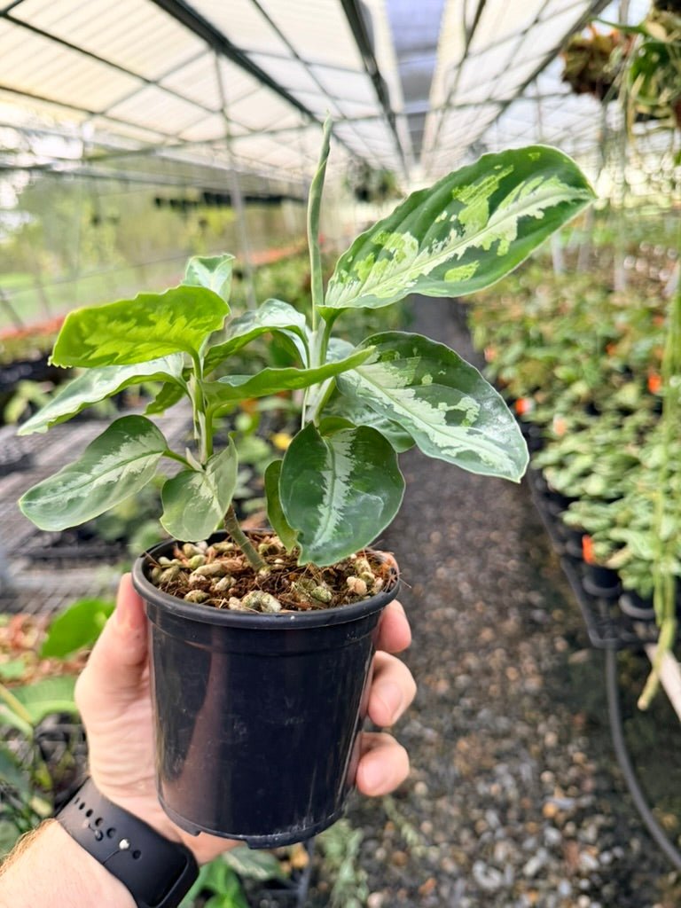 Handpicked 181 - Aglaonema Pictum Tricolour | Uprooted