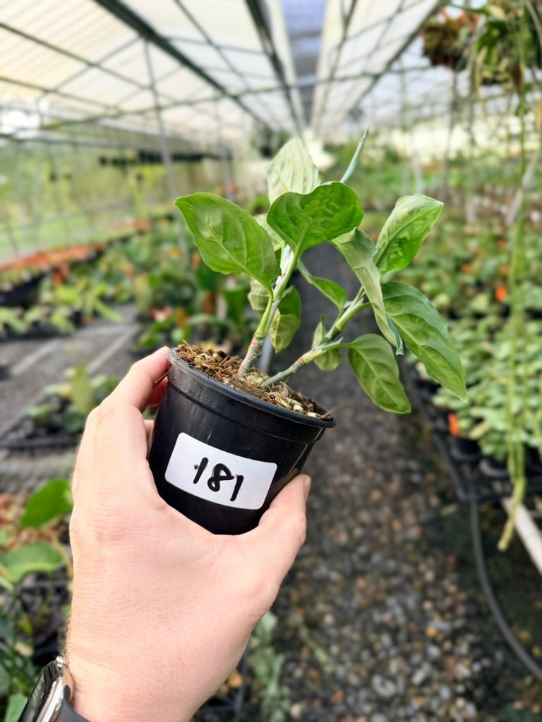 Handpicked 181 - Aglaonema Pictum Tricolour | Uprooted
