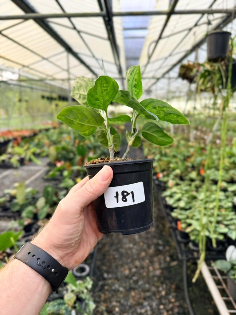 Handpicked 181 - Aglaonema Pictum Tricolour | Uprooted