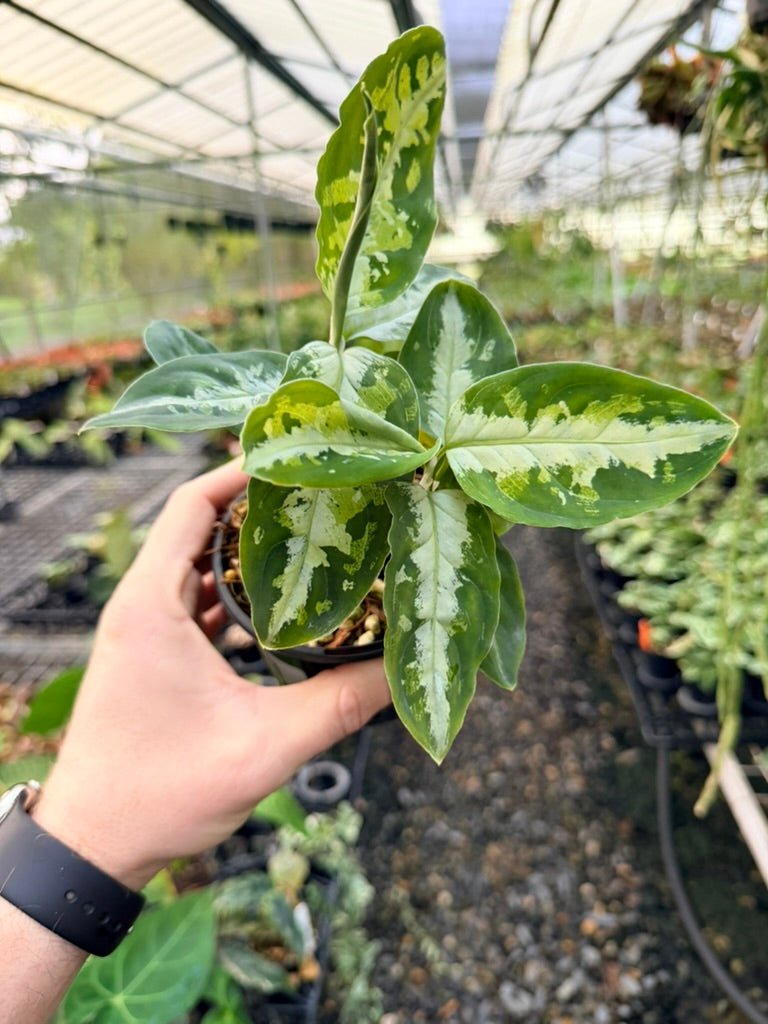 Handpicked 181 - Aglaonema Pictum Tricolour | Uprooted
