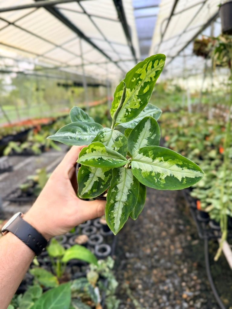 Handpicked 181 - Aglaonema Pictum Tricolour | Uprooted