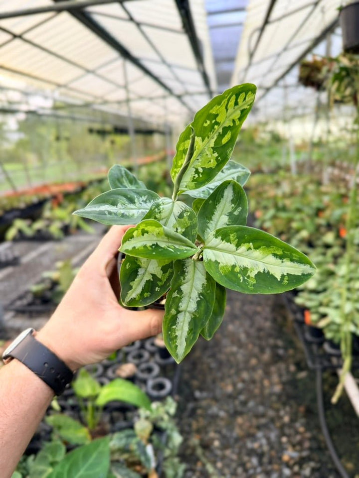 Handpicked 181 - Aglaonema Pictum Tricolour | Uprooted