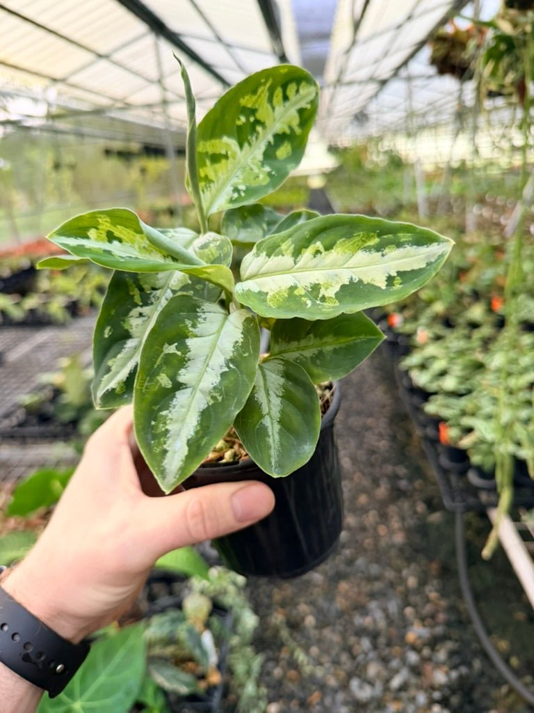 Handpicked 181 - Aglaonema Pictum Tricolour | Uprooted
