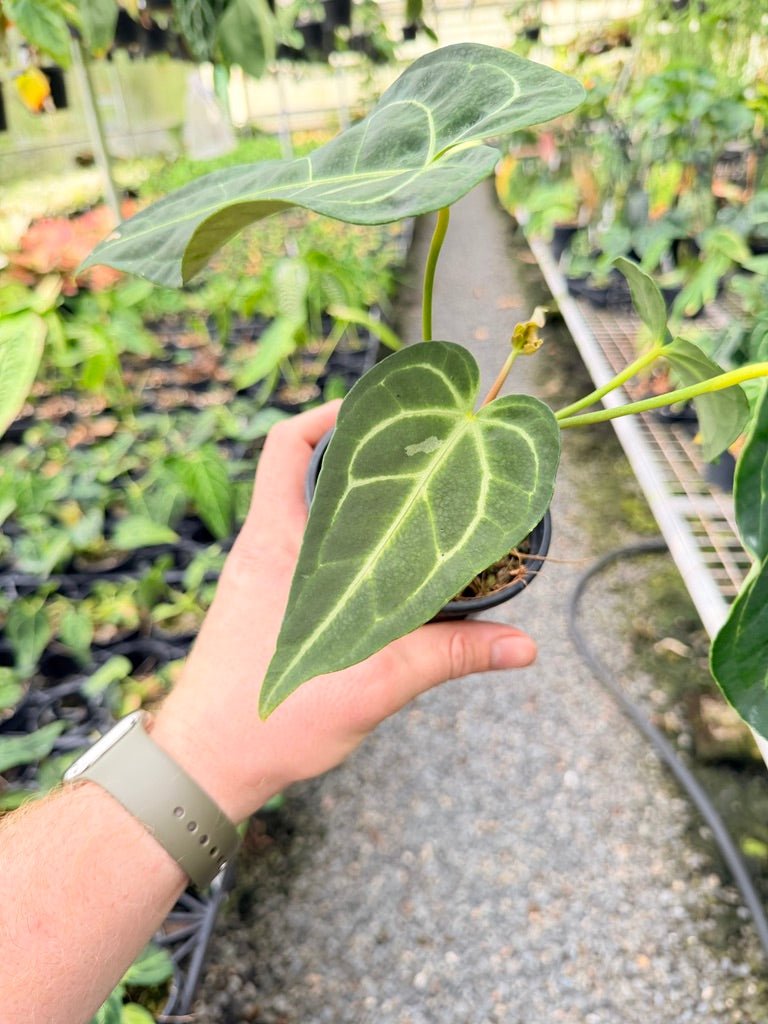 Handpicked 182 - Anthurium Regale - Maybe Dark Form? | Uprooted