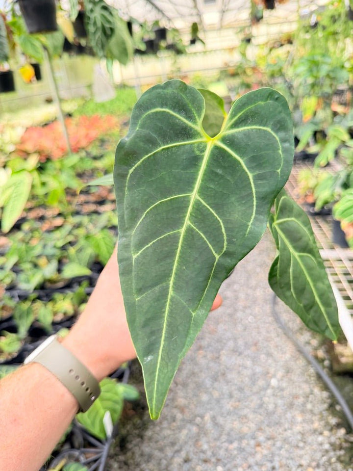 Handpicked 182 - Anthurium Regale - Maybe Dark Form? | Uprooted