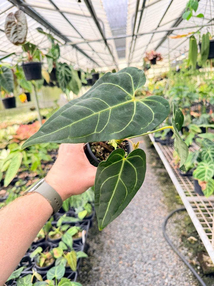 Handpicked 182 - Anthurium Regale - Maybe Dark Form? | Uprooted