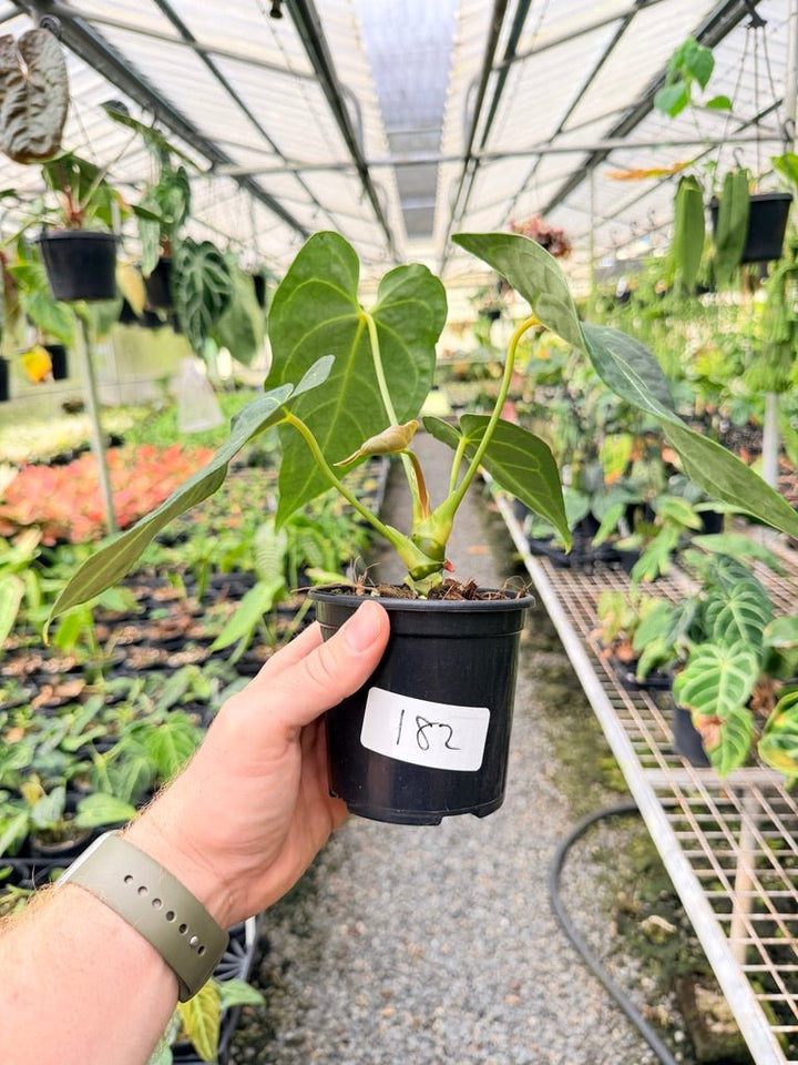 Handpicked 182 - Anthurium Regale - Maybe Dark Form? | Uprooted