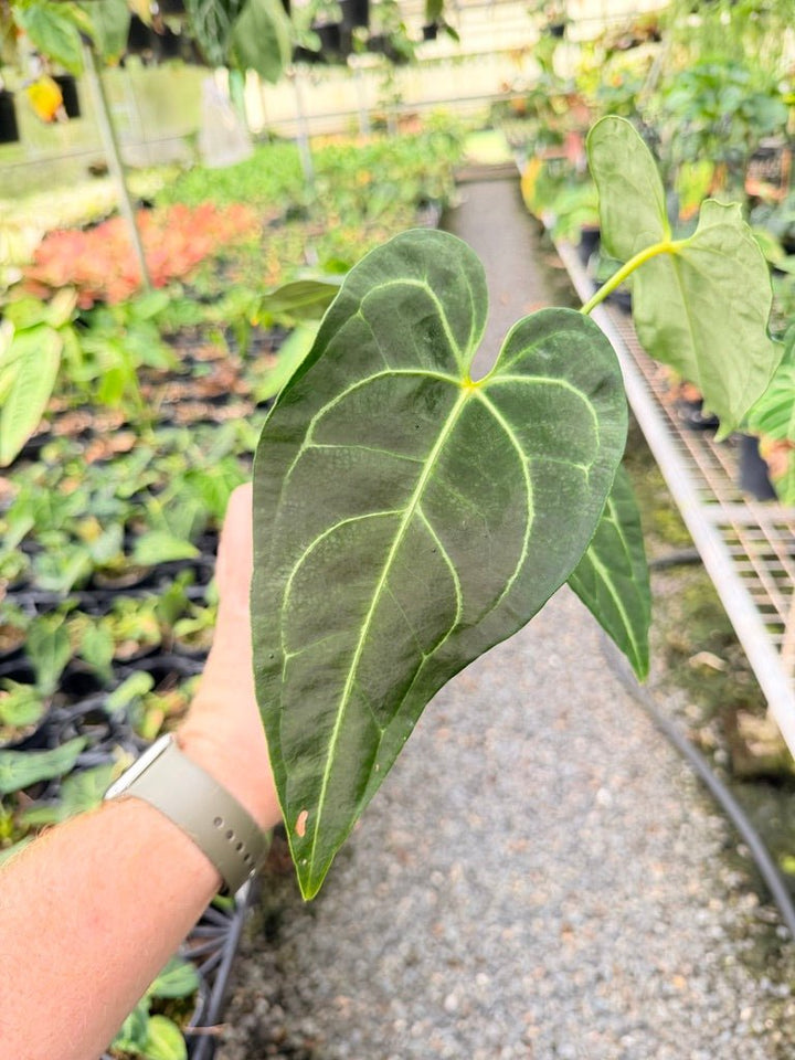Handpicked 182 - Anthurium Regale - Maybe Dark Form? | Uprooted