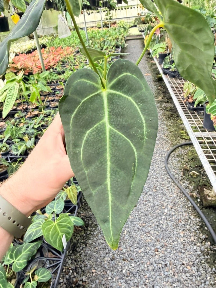 Handpicked 182 - Anthurium Regale - Maybe Dark Form? | Uprooted