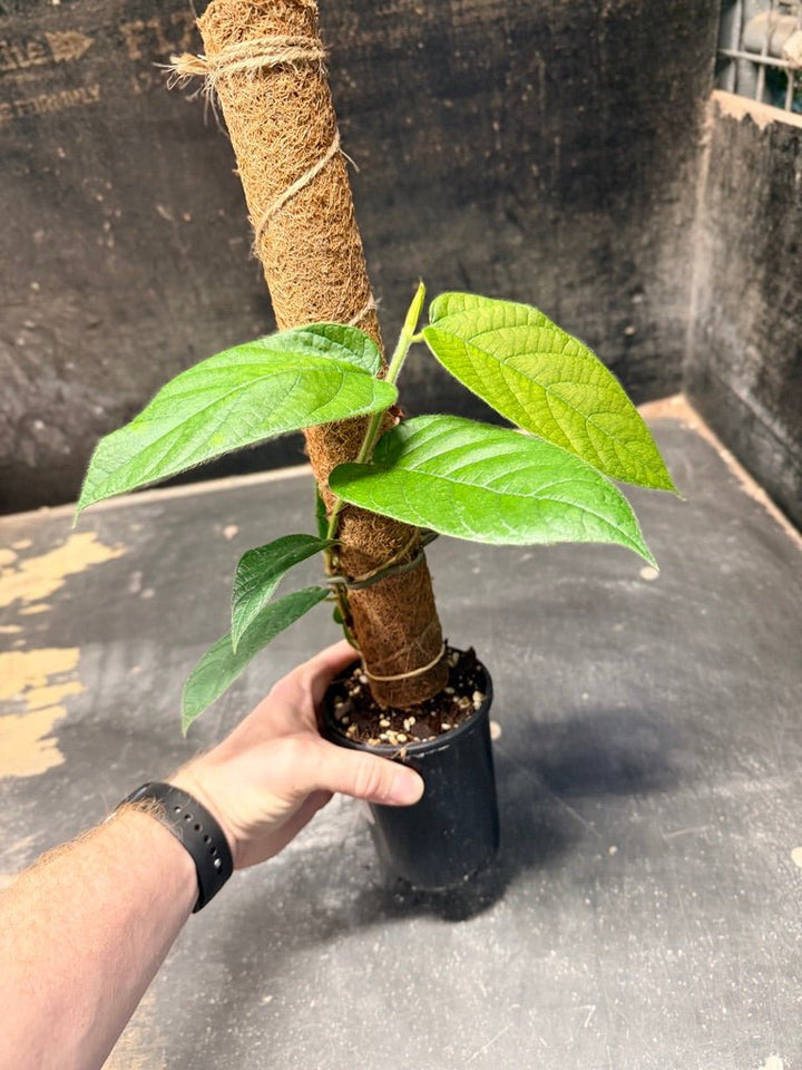 Handpicked 182 - Ficus Villosa Totem | Uprooted