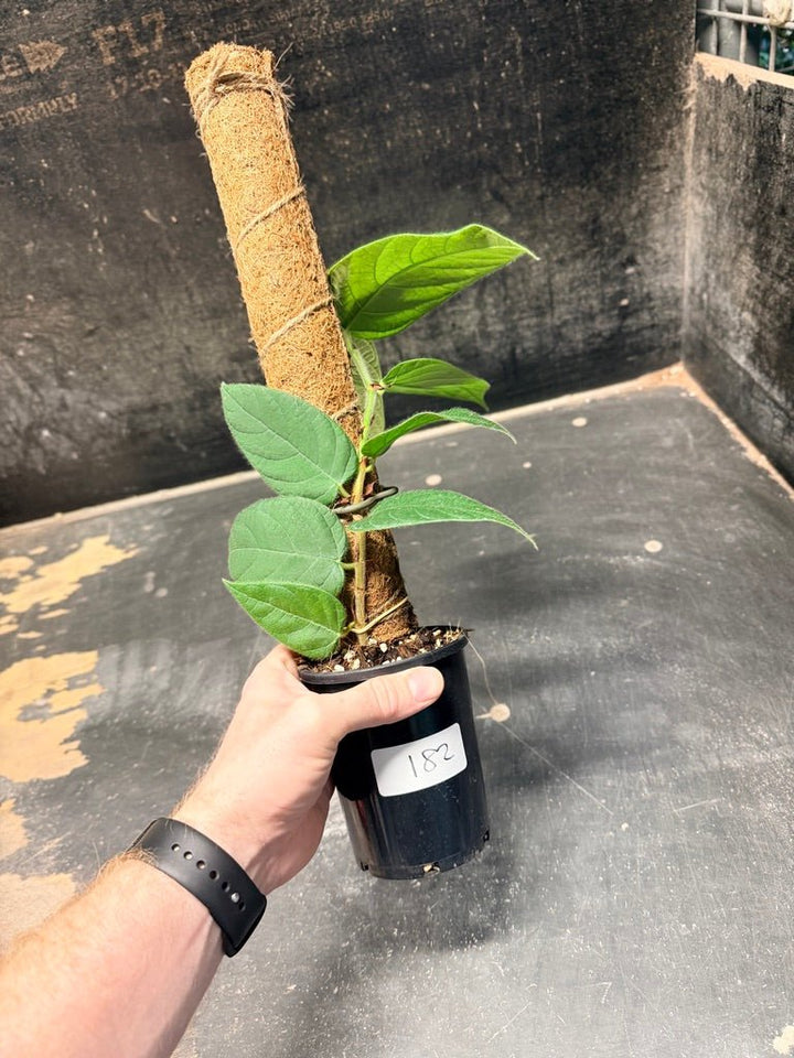 Handpicked 182 - Ficus Villosa Totem | Uprooted