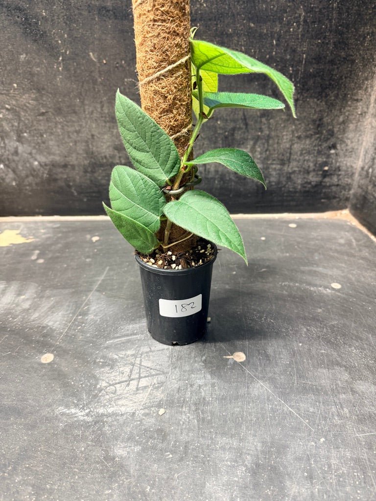 Handpicked 182 - Ficus Villosa Totem | Uprooted