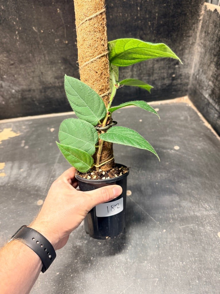 Handpicked 182 - Ficus Villosa Totem | Uprooted