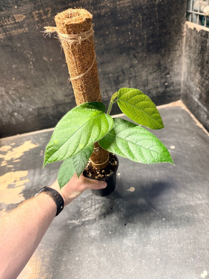 Handpicked 182 - Ficus Villosa Totem | Uprooted