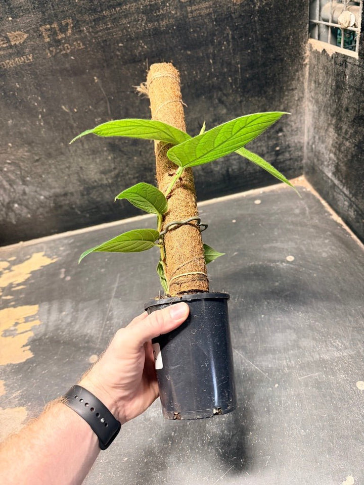 Handpicked 182 - Ficus Villosa Totem | Uprooted