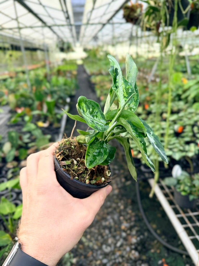 Handpicked 183 - Aglaonema Pictum Tricolour | Uprooted