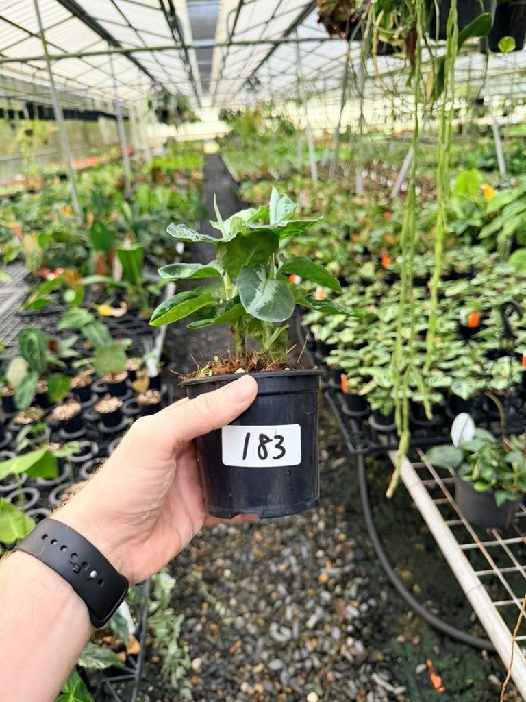 Handpicked 183 - Aglaonema Pictum Tricolour | Uprooted